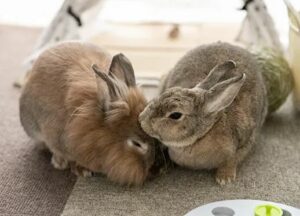 チモッコで里親になったライオンラビットと先住ミニウサギがなかよく毛づくろいしている写真